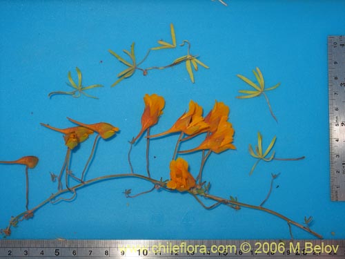 Image of Tropaeolum gracile (). Click to enlarge parts of image.