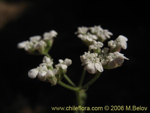 Image of Unidentified Plant sp. #2345 (). Click to enlarge parts of image.