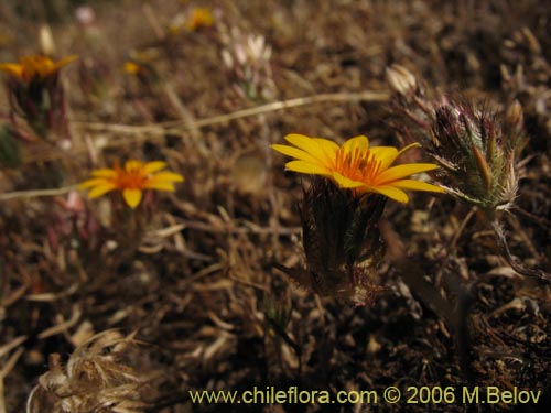 Фотография Chaetanthera ciliata (). Щелкните, чтобы увеличить вырез.