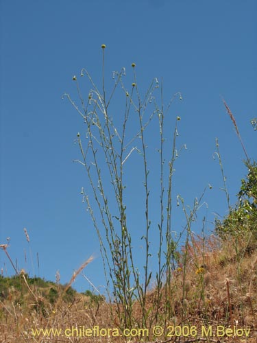 Helenium aromaticumの写真