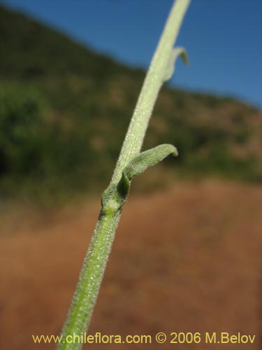 Imágen de Helenium aromaticum (Manzanilla del cerro). Haga un clic para aumentar parte de imágen.