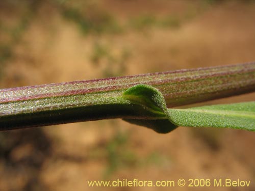 Фотография Helenium aromaticum (Manzanilla del cerro). Щелкните, чтобы увеличить вырез.
