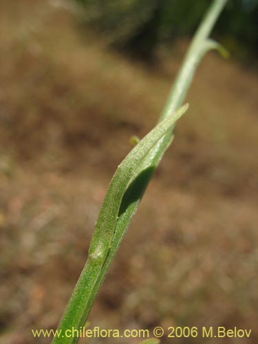 Im�gen de Wahlenbergia linarioides (U�a-perquen). Haga un clic para aumentar parte de im�gen.