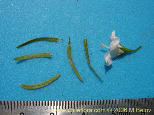 Bild von Wahlenbergia linarioides (Uña-perquen). Klicken Sie, um den Ausschnitt zu vergrössern.