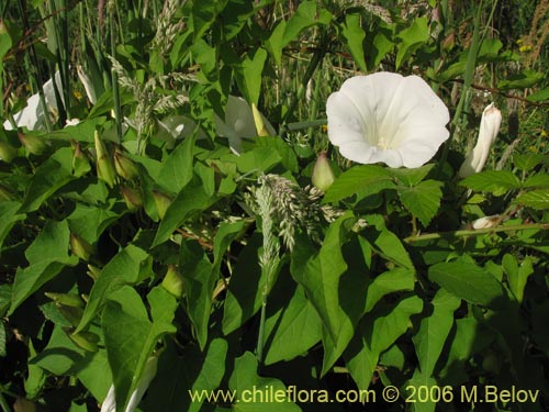 Image of Convolvulus sp. #1549 (). Click to enlarge parts of image.