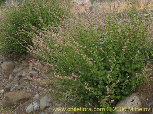 Andeimalva chilensisの写真