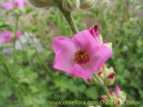 Andeimalva chilensis의 사진