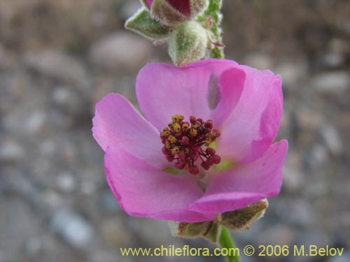 Andeimalva chilensis의 사진