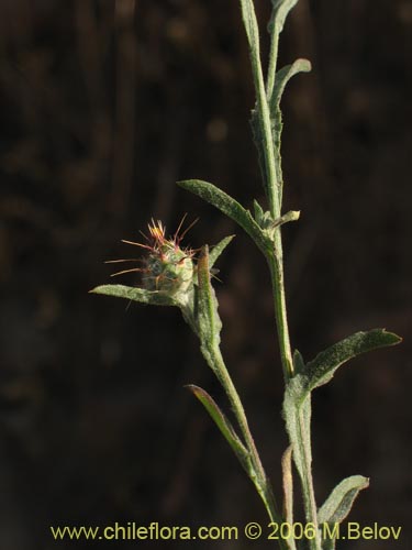Bild von Centaurea sp. #2413 (). Klicken Sie, um den Ausschnitt zu vergrössern.