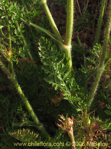 Image of Daucus carota (Zanahoria silvestre). Click to enlarge parts of image.