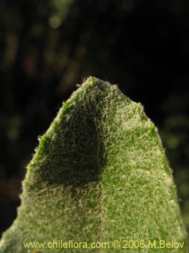 Фотография Acrisione denticulata (Palpalén / Palo de yegua). Щелкните, чтобы увеличить вырез.