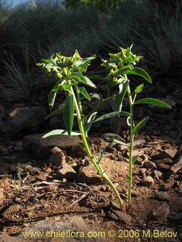Im�gen de Euphorbia collina (Pichoga). Haga un clic para aumentar parte de im�gen.