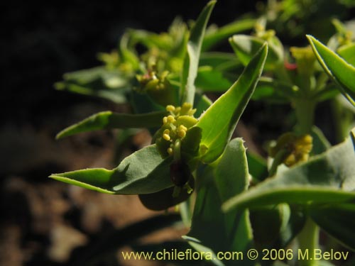 Imágen de Euphorbia collina (Pichoga). Haga un clic para aumentar parte de imágen.