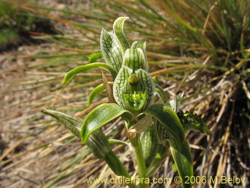 Imágen de Chloraea viridiflora (Orquidea de flor verde). Haga un clic para aumentar parte de imágen.