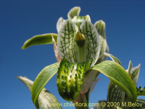 Imágen de Chloraea viridiflora (Orquidea de flor verde). Haga un clic para aumentar parte de imágen.