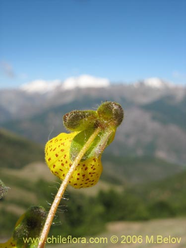 Calceolaria corymbosa ssp. floccosa의 사진