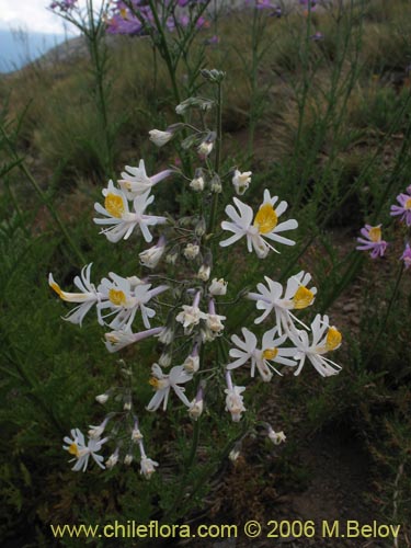 Imágen de Schizanthus hookerii (Mariposita). Haga un clic para aumentar parte de imágen.