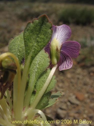 Viola sp. #1551的照片