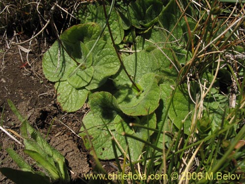 Фотография Calceolaria filicaulis ssp. filicaulis (Capachito de las vegas / Arguenita). Щелкните, чтобы увеличить вырез.