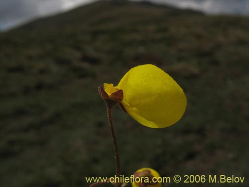 Bild von Calceolaria filicaulis ssp. filicaulis (Capachito de las vegas / Arguenita). Klicken Sie, um den Ausschnitt zu vergrössern.
