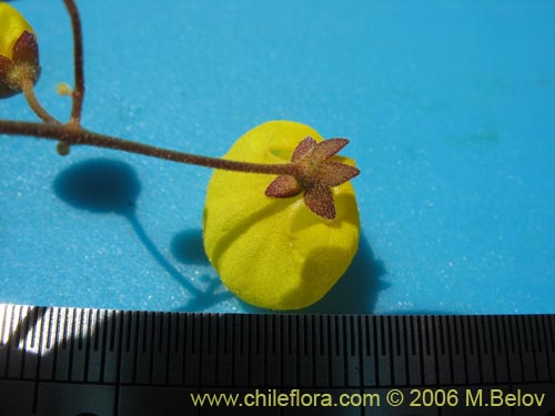 Bild von Calceolaria filicaulis ssp. filicaulis (Capachito de las vegas / Arguenita). Klicken Sie, um den Ausschnitt zu vergrössern.