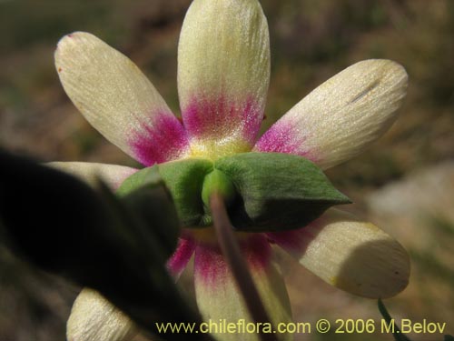Imágen de Montiopsis andicola (Renilla). Haga un clic para aumentar parte de imágen.
