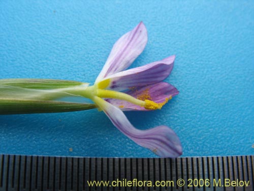Bild von Solenomelus segethii (Clavelillo azul). Klicken Sie, um den Ausschnitt zu vergrössern.