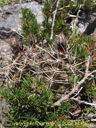 Bild von Austrocactus philippii (Hiberno). Klicken Sie, um den Ausschnitt zu vergrössern.