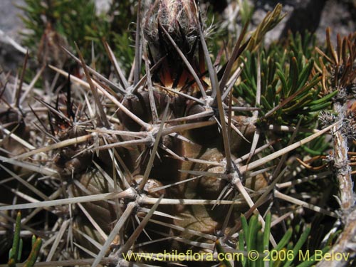 Austrocactus philippii의 사진
