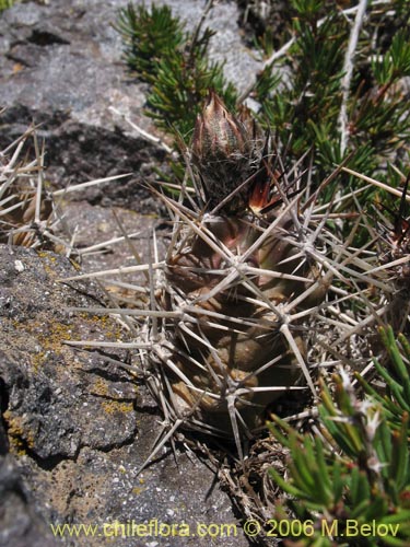 Фотография Austrocactus philippii (Hiberno). Щелкните, чтобы увеличить вырез.