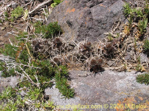 Austrocactus philippii的照片