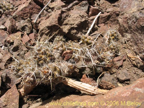 Austrocactus philippiiの写真