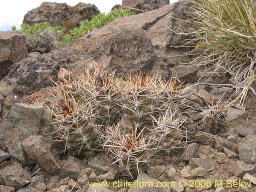 Image of Austrocactus philippii (Hiberno). Click to enlarge parts of image.