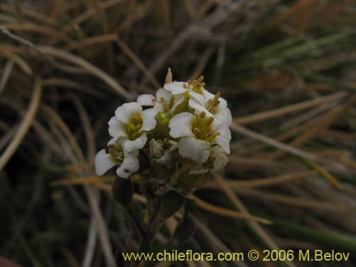Image of Draba gilliesii (). Click to enlarge parts of image.