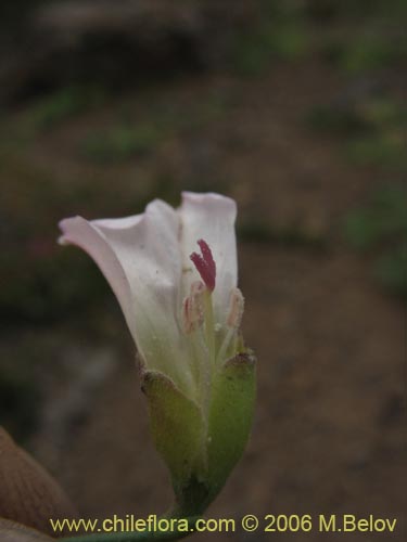 Image of Convolvulus demissus (). Click to enlarge parts of image.