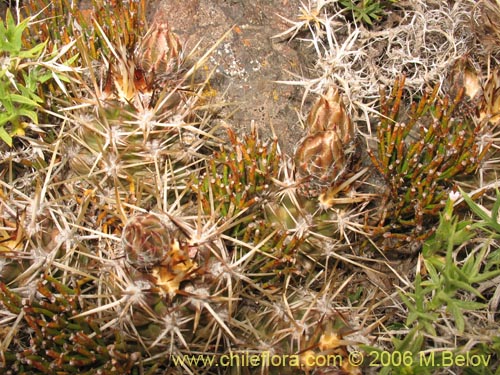 Austrocactus philippii的照片
