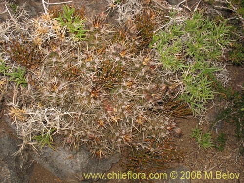 Austrocactus philippiiの写真