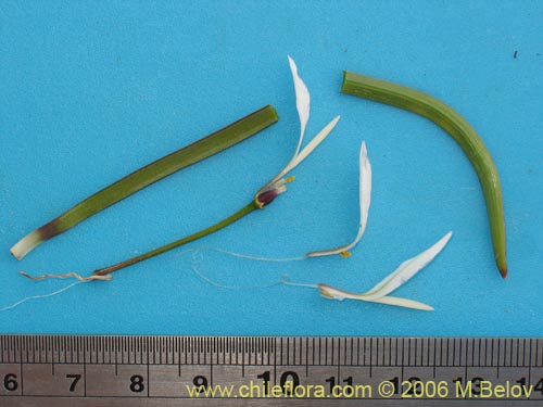 Leucocoryne alliacea의 사진