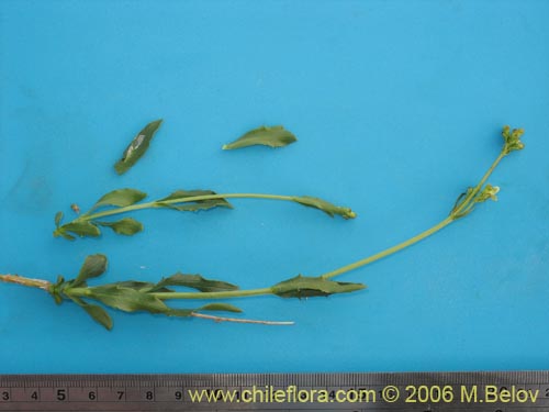 Valeriana graciliceps的照片
