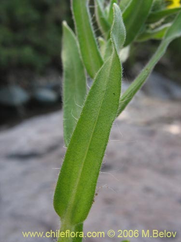 Madia chilensis的照片