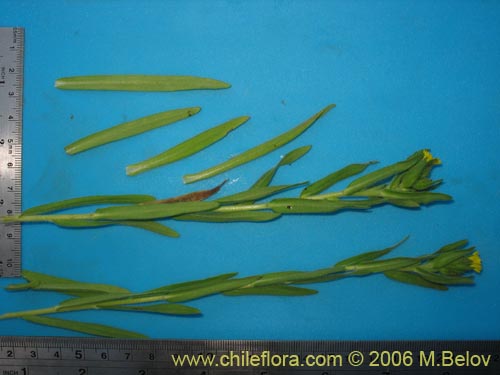Imágen de Madia chilensis (). Haga un clic para aumentar parte de imágen.
