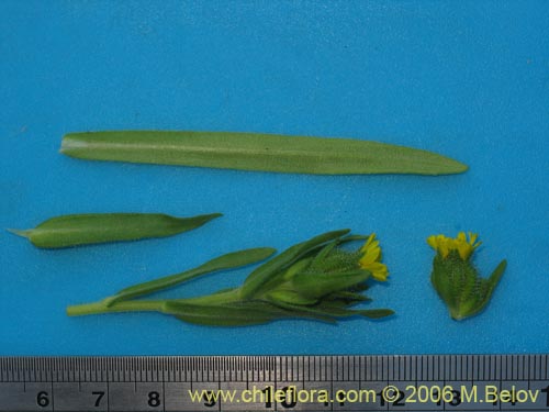 Madia chilensis의 사진