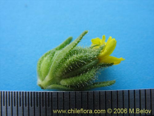 Фотография Madia chilensis (). Щелкните, чтобы увеличить вырез.