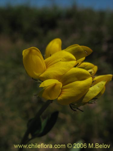 Фотография Lotus uliginosus (Alfalfa chilota / Lotora). Щелкните, чтобы увеличить вырез.