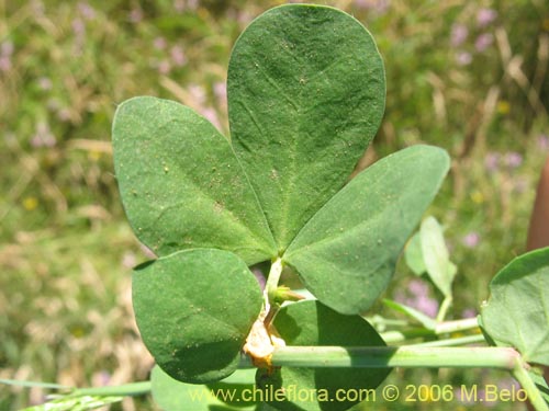 Imágen de Lotus uliginosus (Alfalfa chilota / Lotora). Haga un clic para aumentar parte de imágen.