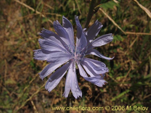 Фотография Cichorium intybus (Chicorea / Achicoria). Щелкните, чтобы увеличить вырез.