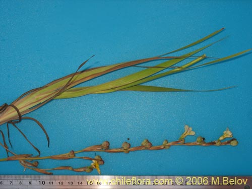 Image of Sisyrinchium cuspidatum (). Click to enlarge parts of image.