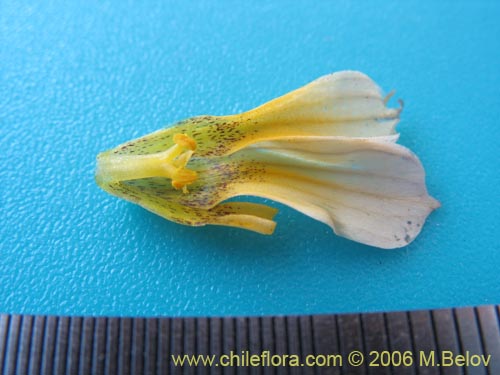 Sisyrinchium cuspidatumの写真