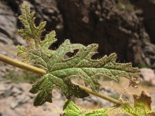 Image of Caiophora silvestris (Ortiga caballuna). Click to enlarge parts of image.
