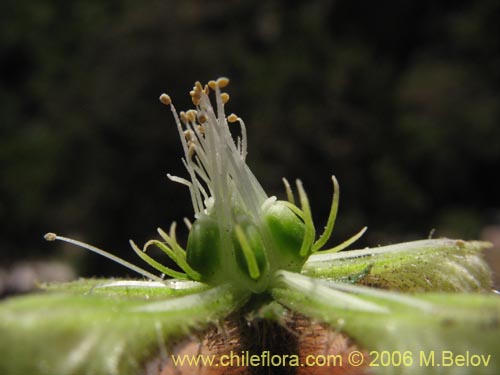 Bild von Caiophora silvestris (Ortiga caballuna). Klicken Sie, um den Ausschnitt zu vergrössern.